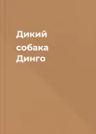 Дикий собака Динго