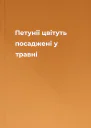 Петунії цвітуть посаджені у травні