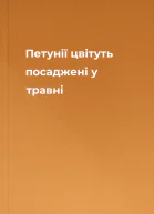 Петунії цвітуть посаджені у травні